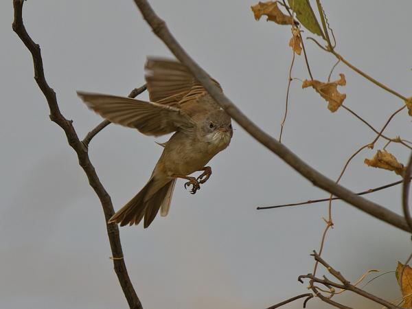 <h3><a href="/trips/gambia/biota/animalia/chordata/aves/040 passeriformes/092 sylviidae/sylvia cantillans/sylvia cantillans-nl.html">Sylvia&nbsp;cantillans</a> / Subalpine&nbsp;warbler / Baardgrasmus</h3>OM-1 Mark II met OLYMPUS M.150-400mm F4.5 TC, 1/2000 sec  bij F5.6, ISO 800, afstand 18.9&nbsp;m